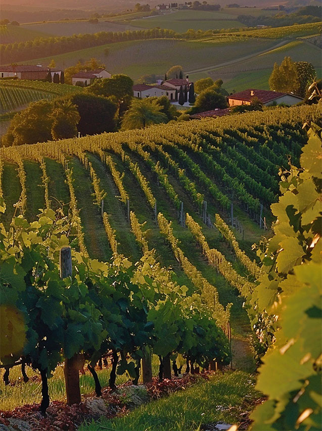 Agrofelis robot in vineyard